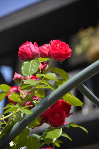 おしらせ カフェｒｏｓａ薔薇館 名古屋市天白区 ギャラリーカフェ